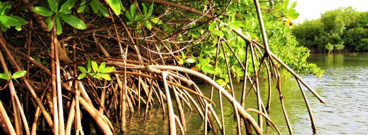 Protecting our coastal habitats such as mangrove forests. 